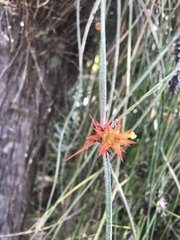 Acanthostachys strobilacea