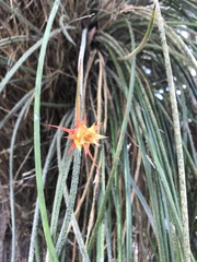 Acanthostachys strobilacea