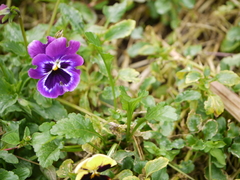Viola × wittrockiana