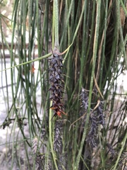 Acanthostachys strobilacea