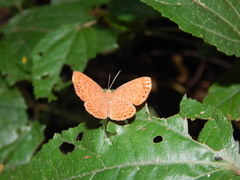Riodininae