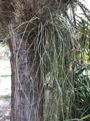 Acanthostachys strobilacea