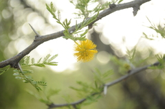 Vachellia caven