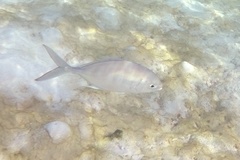 Ferdauia ferdau