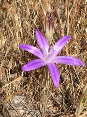 Brodiaea