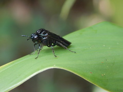Pachylosticta