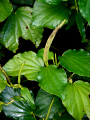 Piper excelsum psittacorum