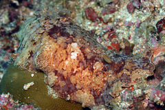 Platydoris inframaculata