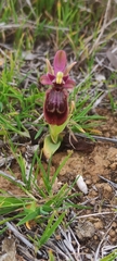 Ophrys × heraultii