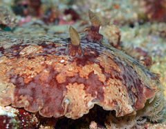 Platydoris inframaculata