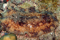 Platydoris inframaculata