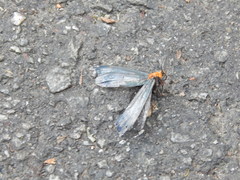 Apistosia judas