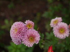 Chrysanthemum