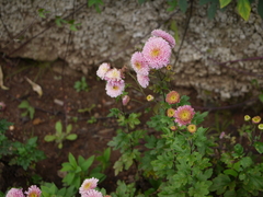 Chrysanthemum
