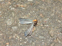 Apistosia judas