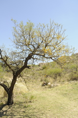 Vachellia caven