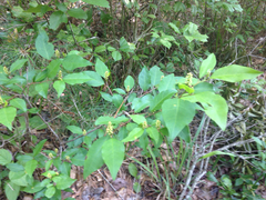 Ditrysinia fruticosa