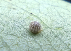 Gerosis bhagava
