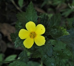 Turnera diffusa