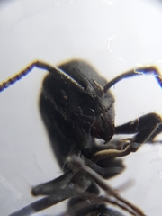 Bothroponera sulcata