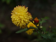 Chrysanthemum