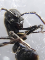 Bothroponera sulcata