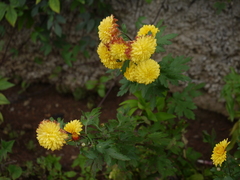Chrysanthemum