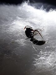 Bothroponera sulcata
