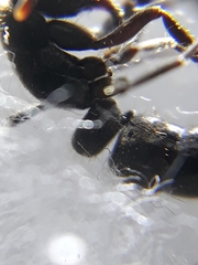 Bothroponera sulcata