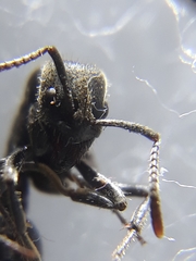 Bothroponera sulcata