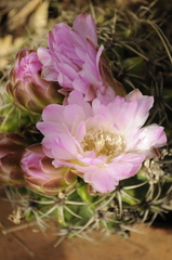 Gymnocalycium monvillei achirasense