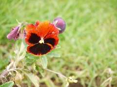 Viola × wittrockiana