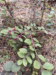 Loropetalum
