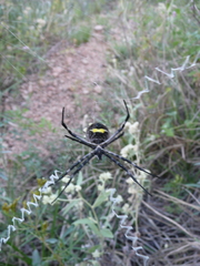 Argiope argentata
