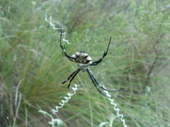 Argiope argentata
