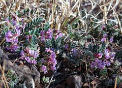 Astragalus cobrensis