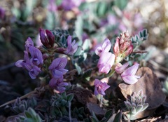 Astragalus cobrensis