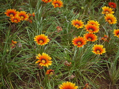 Gazania