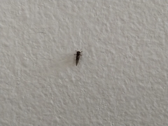 Cacopsylla melanoneura