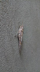 Schistocerca nitens