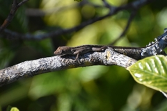 Anolis sagrei