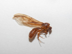 Tranopelta gilva