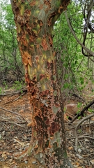 Commiphora leptophloeos