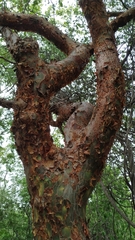 Commiphora leptophloeos
