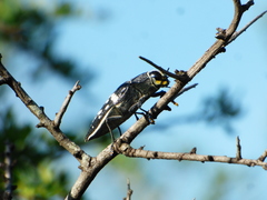 Lampetis tucumana