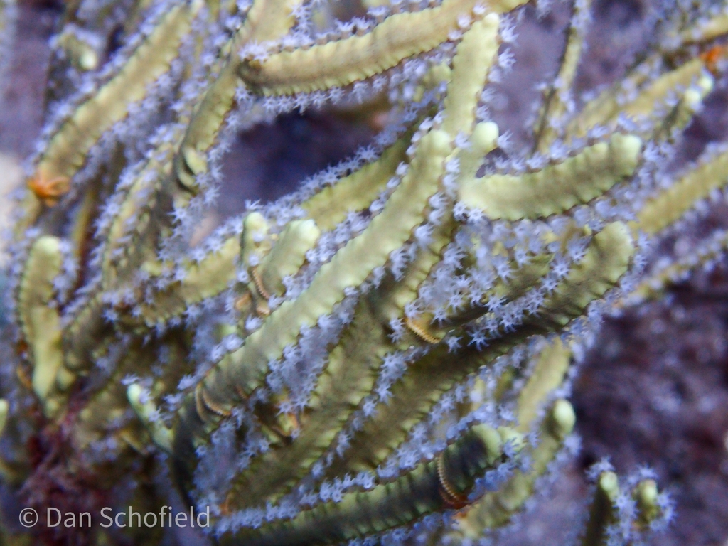 Yellow Sea Whip