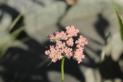 Chaerophyllum rubellum