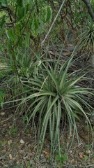 Encholirium spectabile