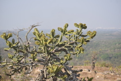 Euphorbia tortilis