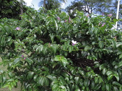 Cryptostegia grandiflora